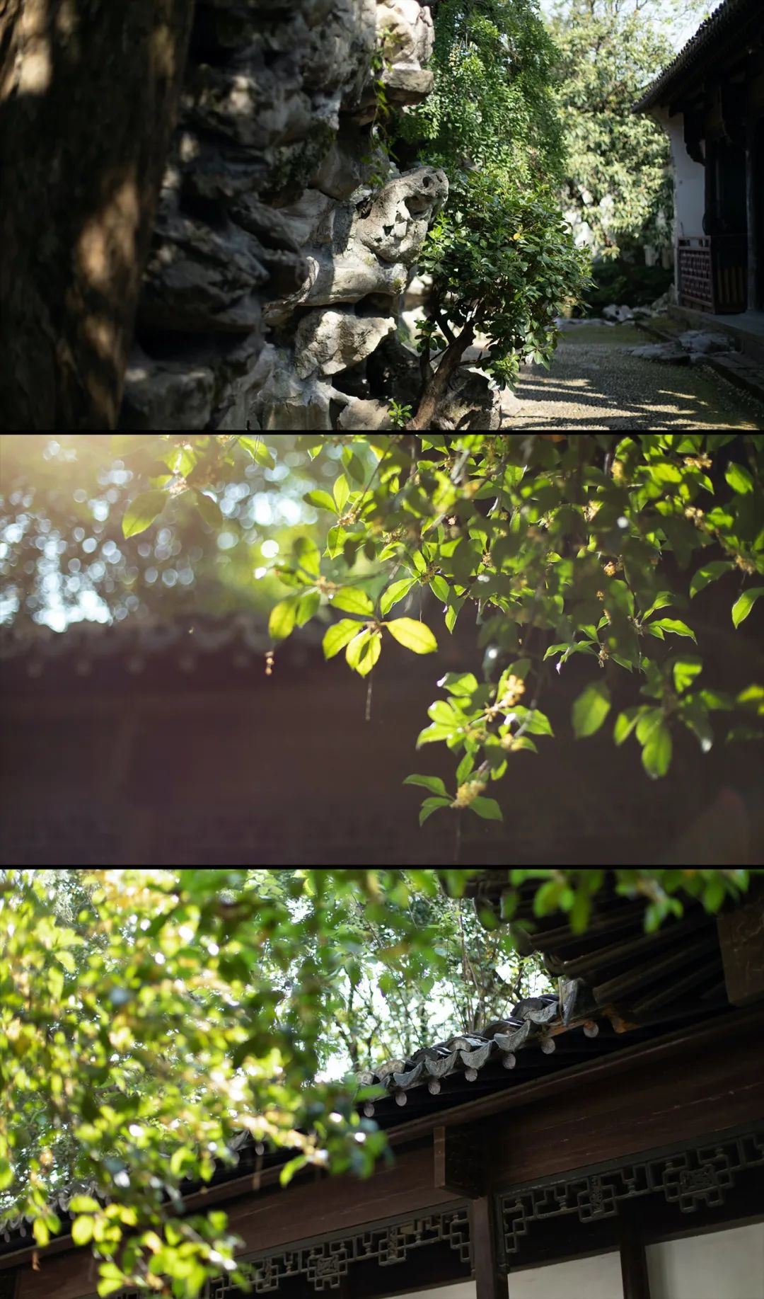 微凉时分，愿君素得一清秋｜汉服摄影
