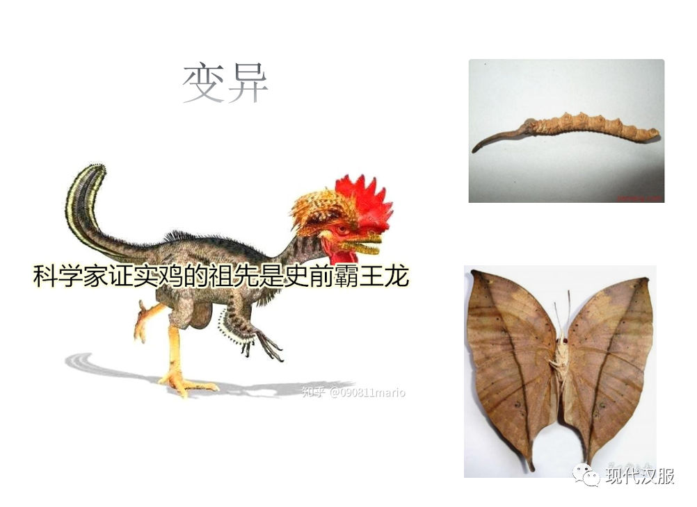 大家看过来:汉服体系研究第三条路,PPT图表详解(三) 大家看过来:汉服体系研究第三条路,PPT图表详解(三)