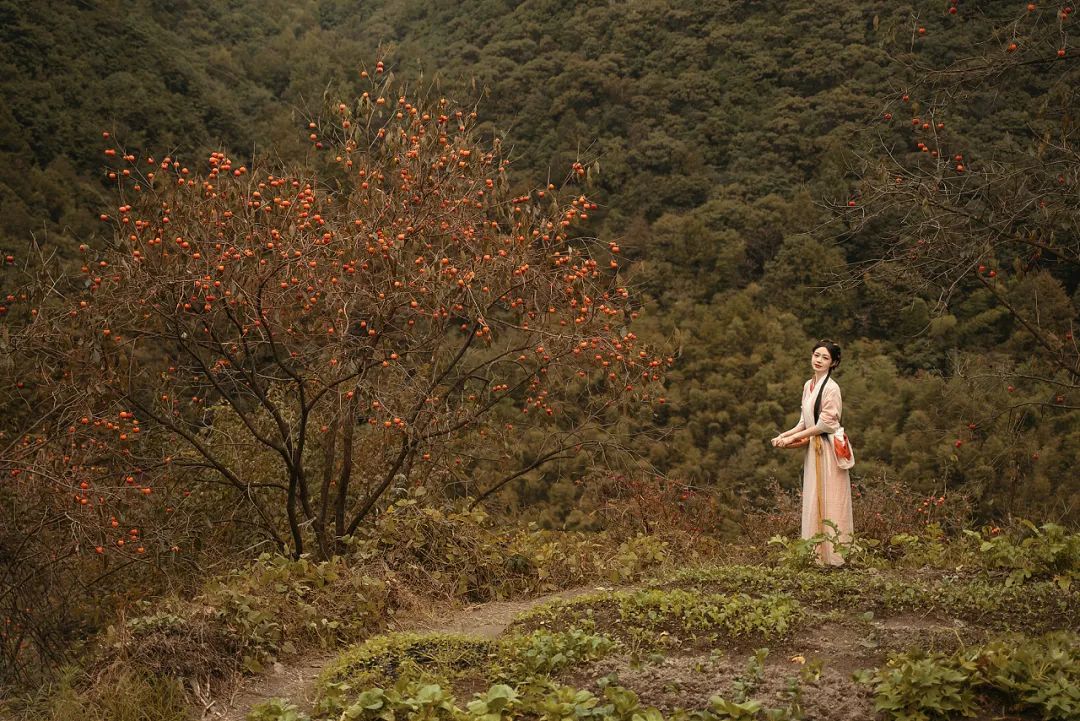 柿柿如意，柿柿平安