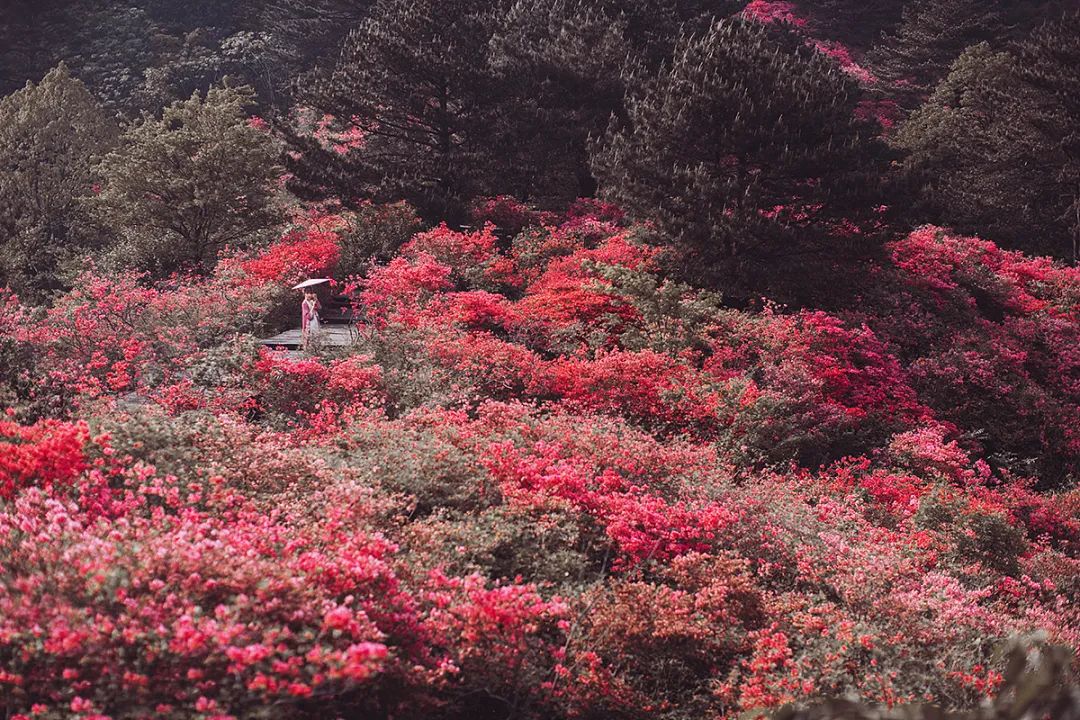 一路山花不负侬
