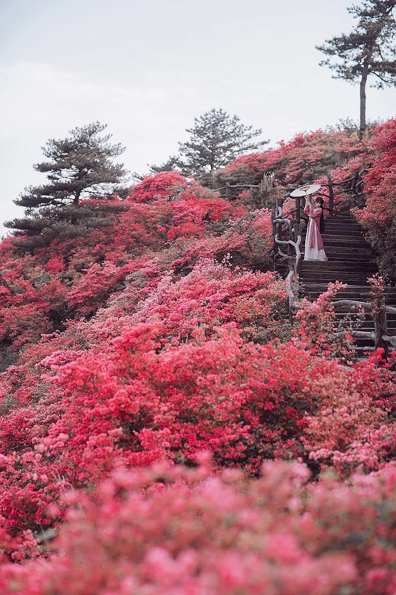 一路山花不负侬