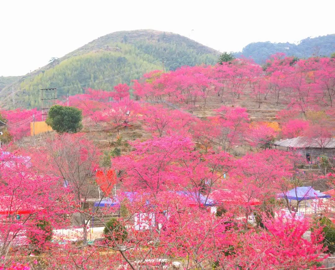本周穿汉服免费入园：2023年春季多地景点开展穿汉服免费入园活动（二）