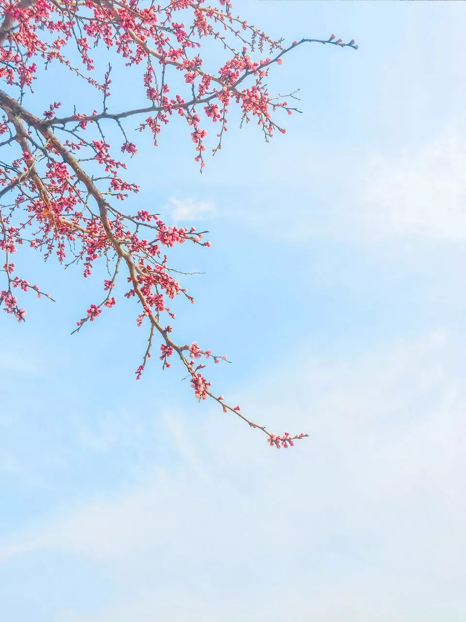 花朝节丨一个被世人遗忘的节日，却是一年中最美的日子