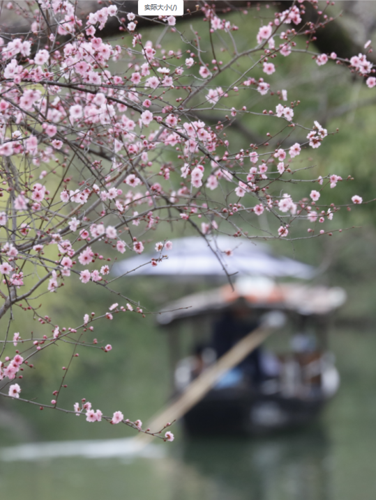 十二“花神”齐聚！西溪花朝节将至，汉服巡游招募开启！