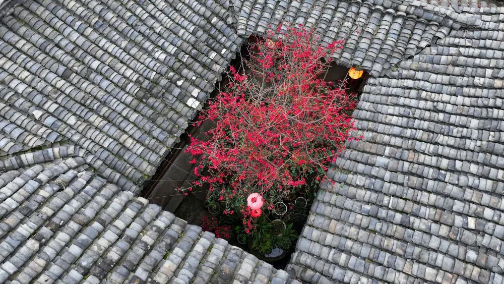 一城繁花正盛时~ 一城繁花正盛时~