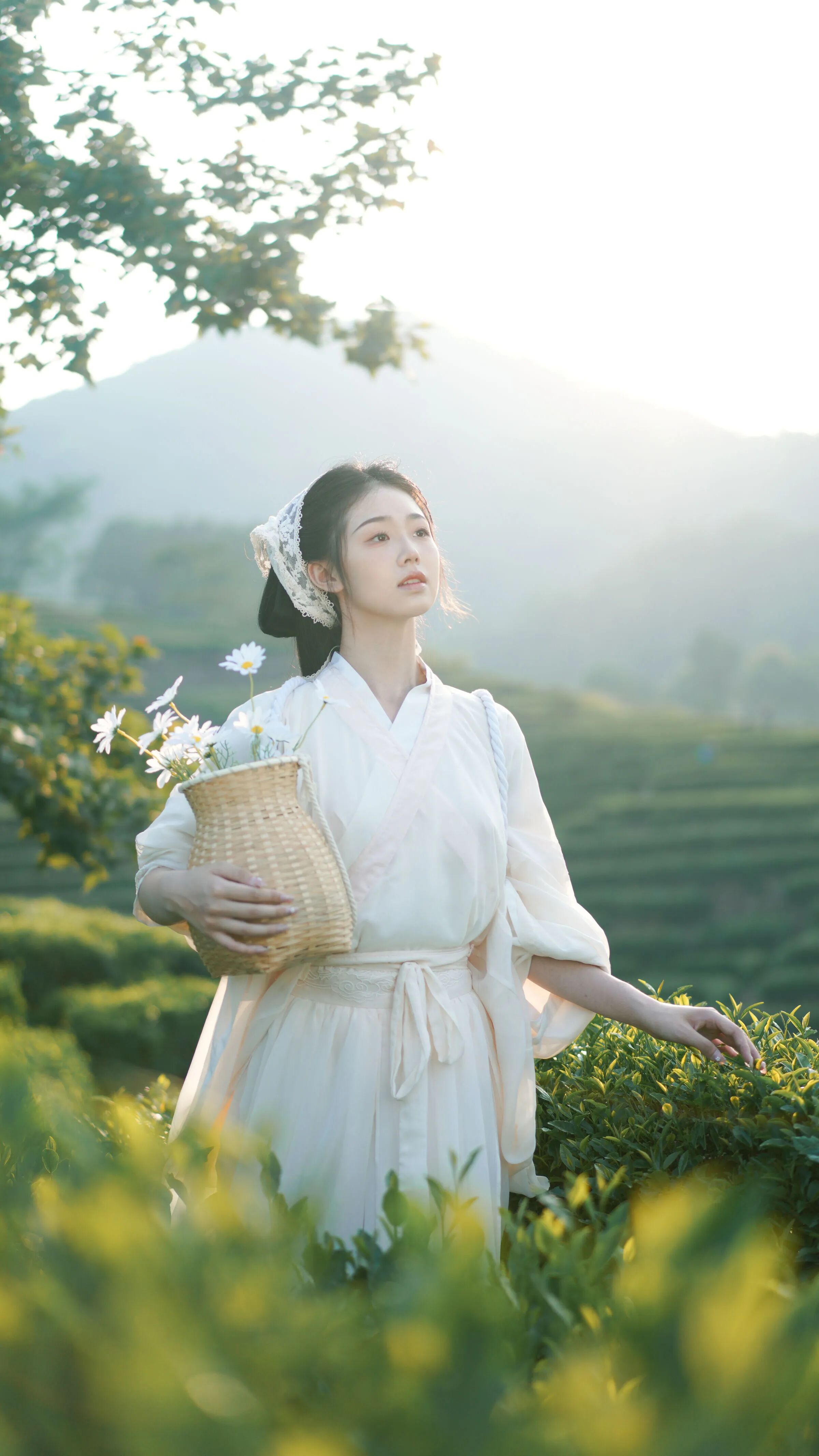 抱篮轻触茶叶