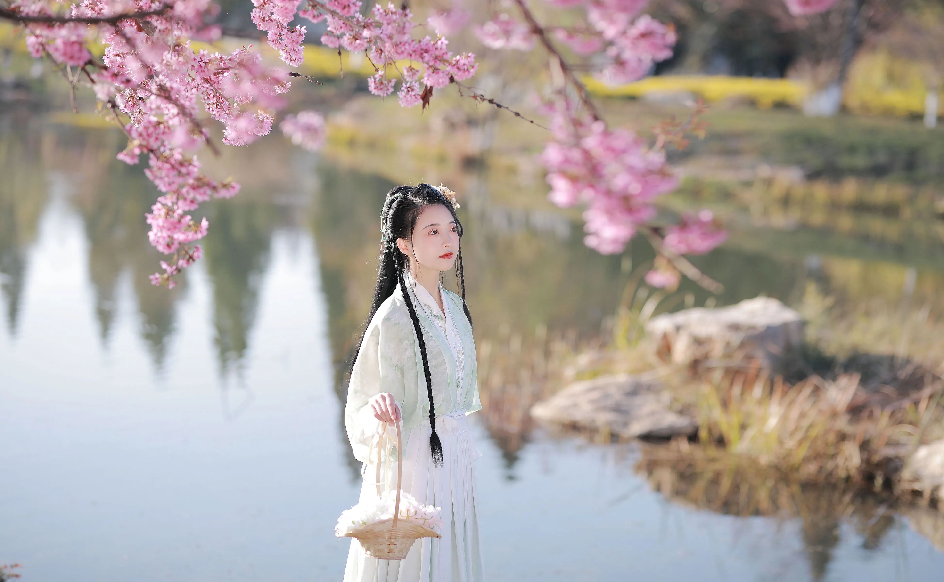 樱花前景中望向湖面