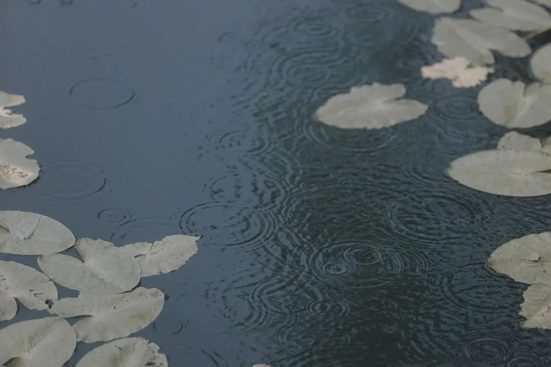 宿雨初霁
