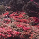一路山花不负侬