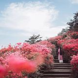 一路山花不负侬