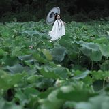 出淤泥而不染,濯清涟而不妖