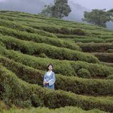 汉服摄影｜山茶