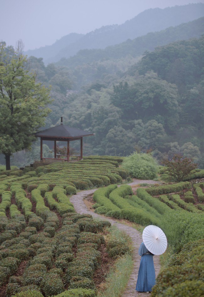 汉服摄影｜山茶