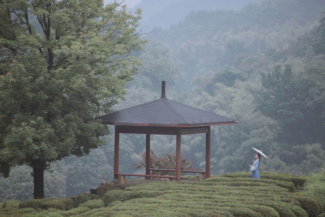 汉服摄影｜山茶