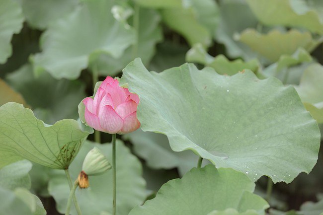 汉服摄影113期｜ 芙渠