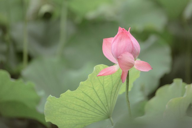 汉服摄影113期｜ 芙渠