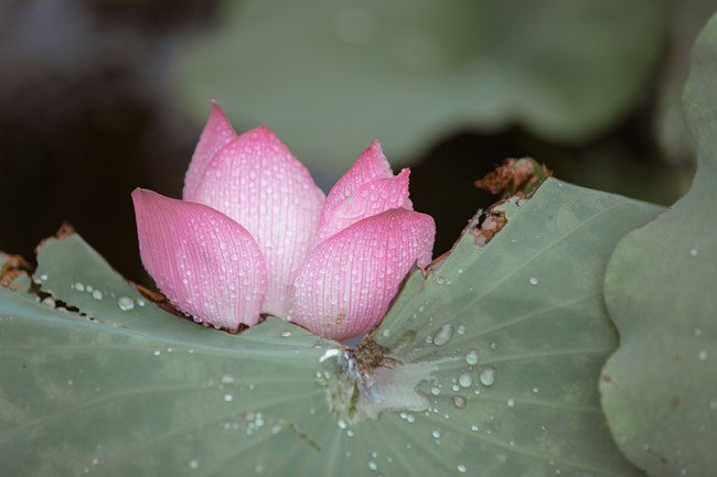 汉服摄影113期｜ 芙渠