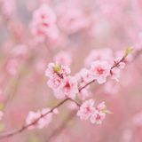 汉服摄影122期｜花仙子