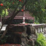 微雨 · 榴花双影 唐制第6帧/13·竖幅